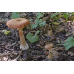 Мицелий Опенка толстоногого (Armillaria lutea)